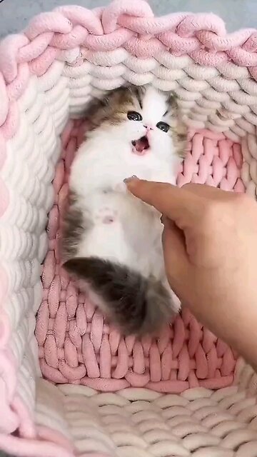 So lucky to meet cat in the World