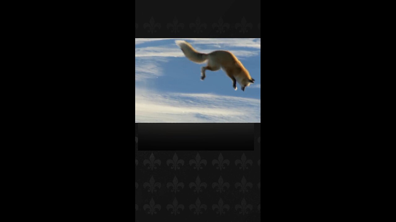 Watch a fox hunt in the snow. شاهد صيد الثعلب في الثلج #animal #fox