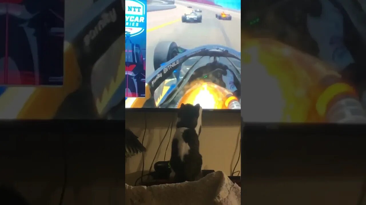 This cat does not like that car 😂