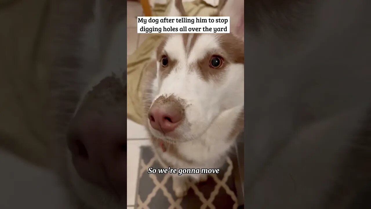 Husky is a Drama King 👑 🐕