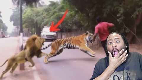 The Most INSANE and MERCILESS Animal Moments Caught On Camera Reaction