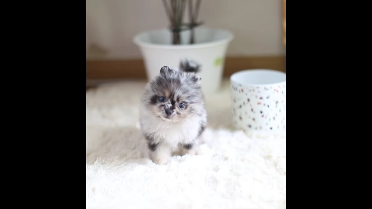 Tinny pocket puppy