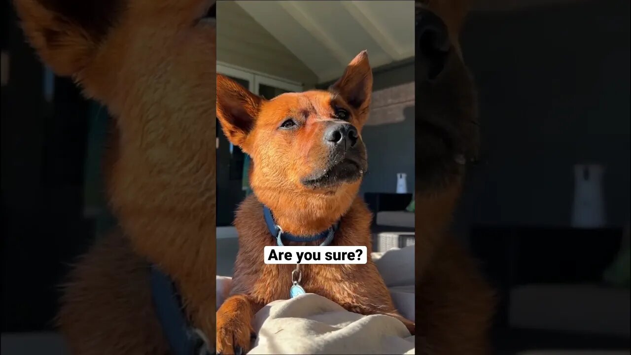 Just a day in the life of a heeler 😂 #australiancattledog #heeler #redheeler #cattledog
