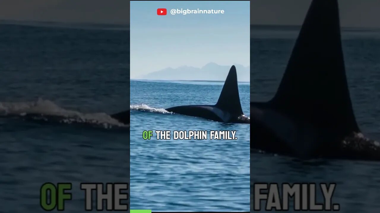 Orcas: The Lives of Killer Whales part 1 #shorts #short #education #world #nature #orca