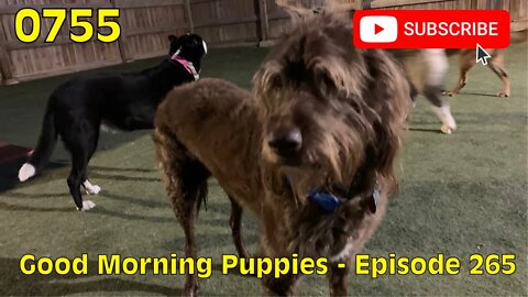 [0755] GOOD MORNING PUPPIES - EPISODE 265 #dogs #doggos #doggies #puppies #dogdaycare