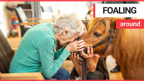 OAPs overjoyed as adorable miniature ponies paraded around care home