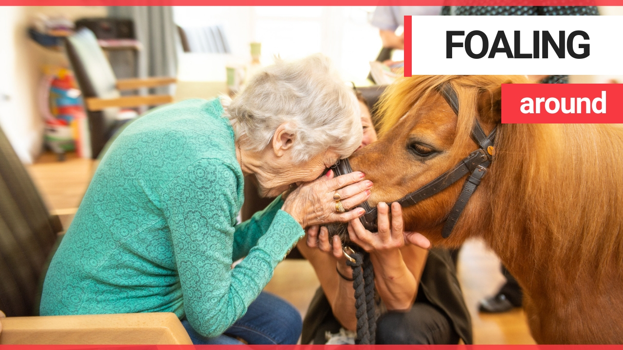 OAPs overjoyed as adorable miniature ponies paraded around care home