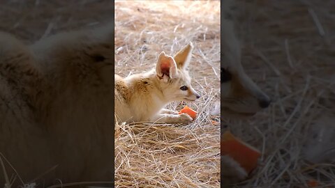 Fennec Fox Snack Time #shorts #short