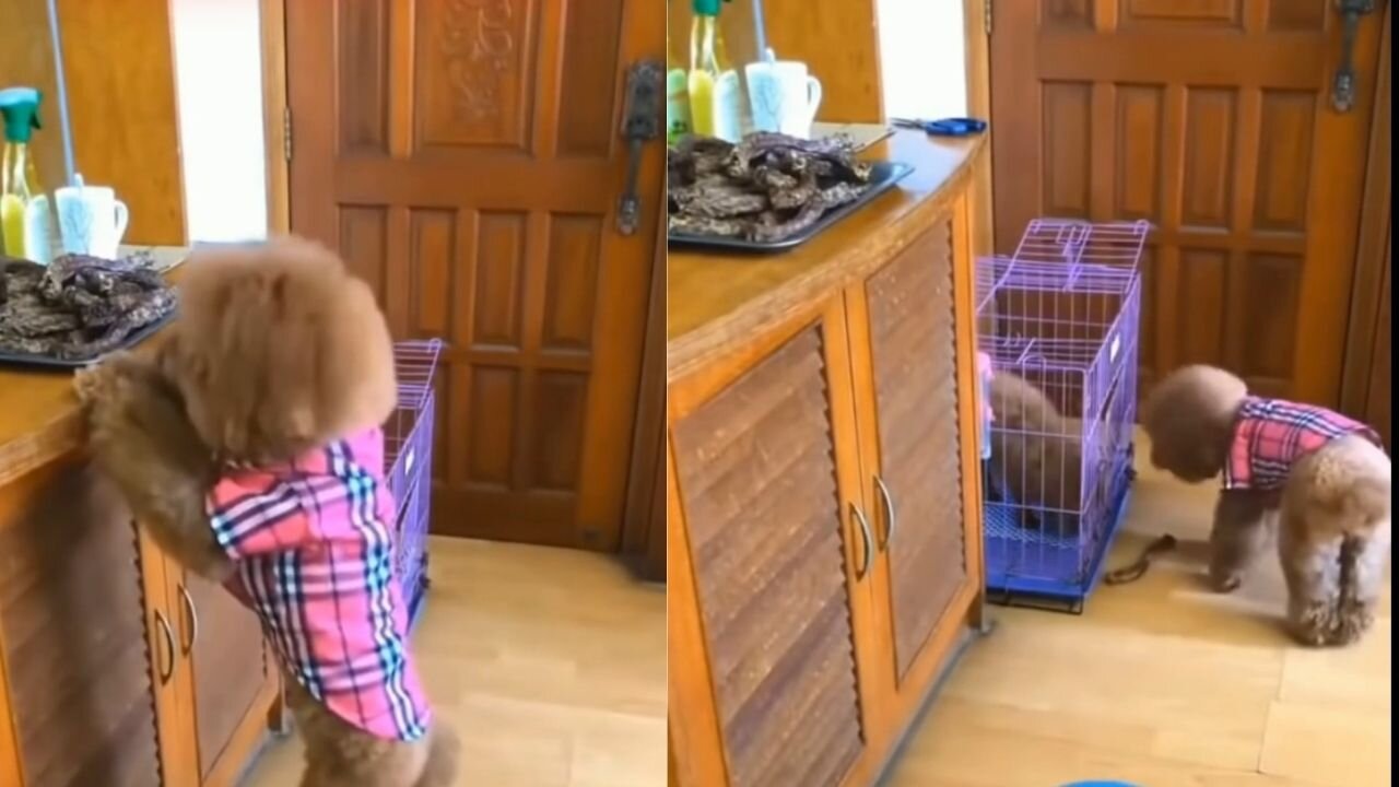 Mother Dog Feed Food to her puppy 🐩 without noticing from their owner😢