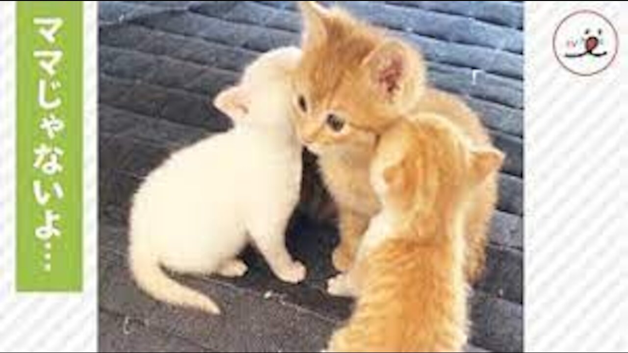 I'm not mom.... Kittens who are smaller than her misunderstood her as mommy.