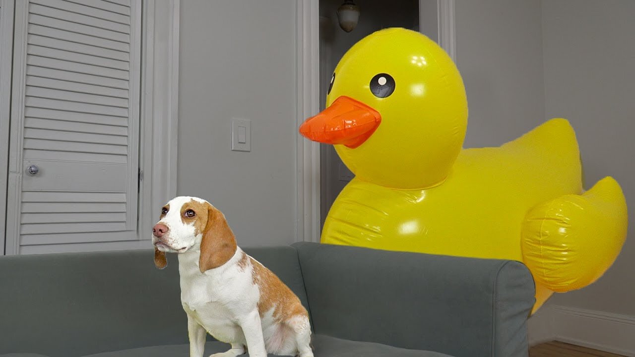 Puppy vs Giant Rubber Ducky Prank: Cute Puppy Dog Indie