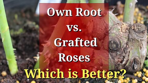 Own Root vs Grafted Roses: Which are Better?