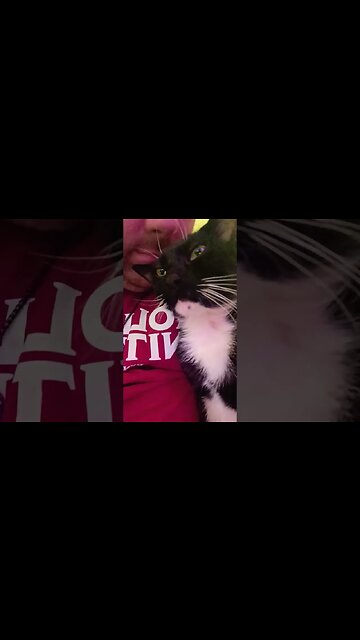 The booping #youtubeshorts #cat #shortsfeed #shortsvideo #catshorts