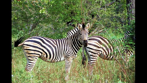 Zebras grszing in that place