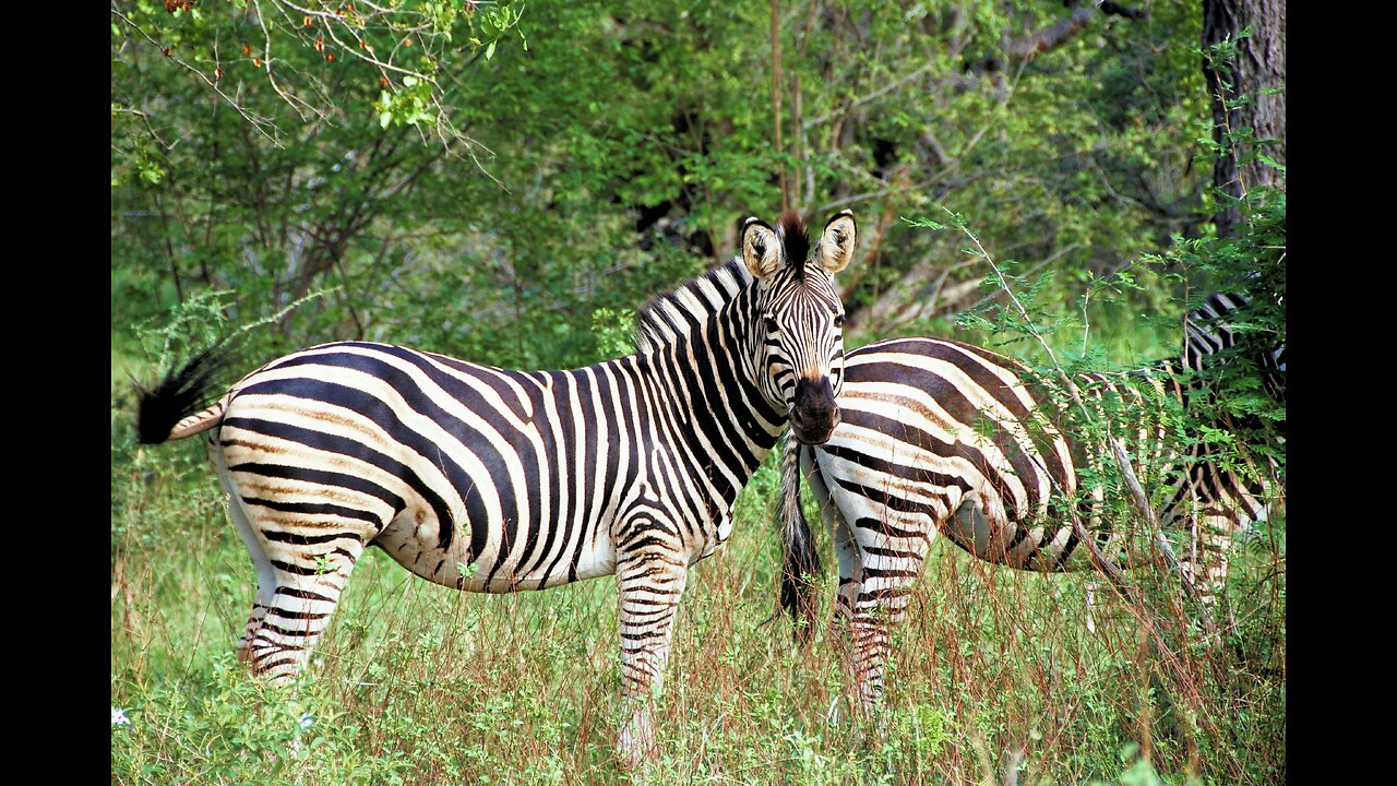 Zebras grszing in that place