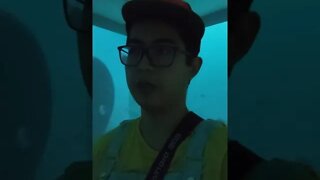 Laguna art museum (ocean contamination)