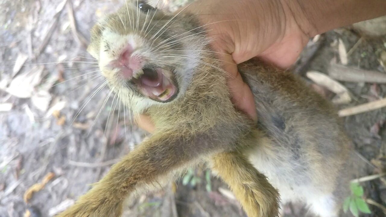 Catching a screaming baby bunny rabbit | 100% real wild rabbit scream