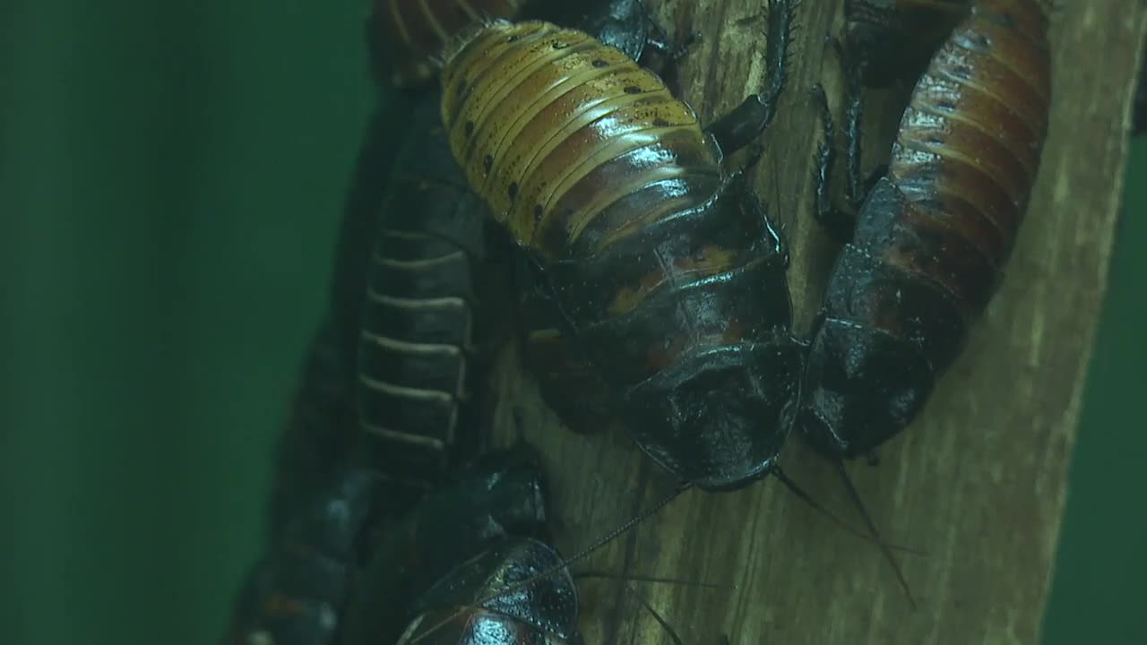 Name a cockroach after your valentine