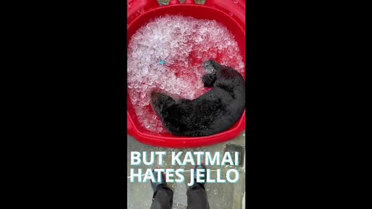 SEA OTTER plays with jello