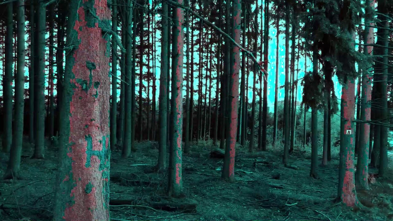 The Cure: A Forest