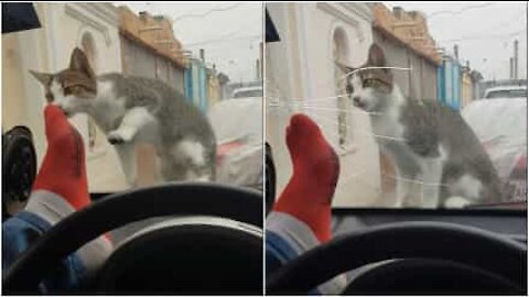 Cerca di spaventare il gatto, ma spacca il vetro dell'auto