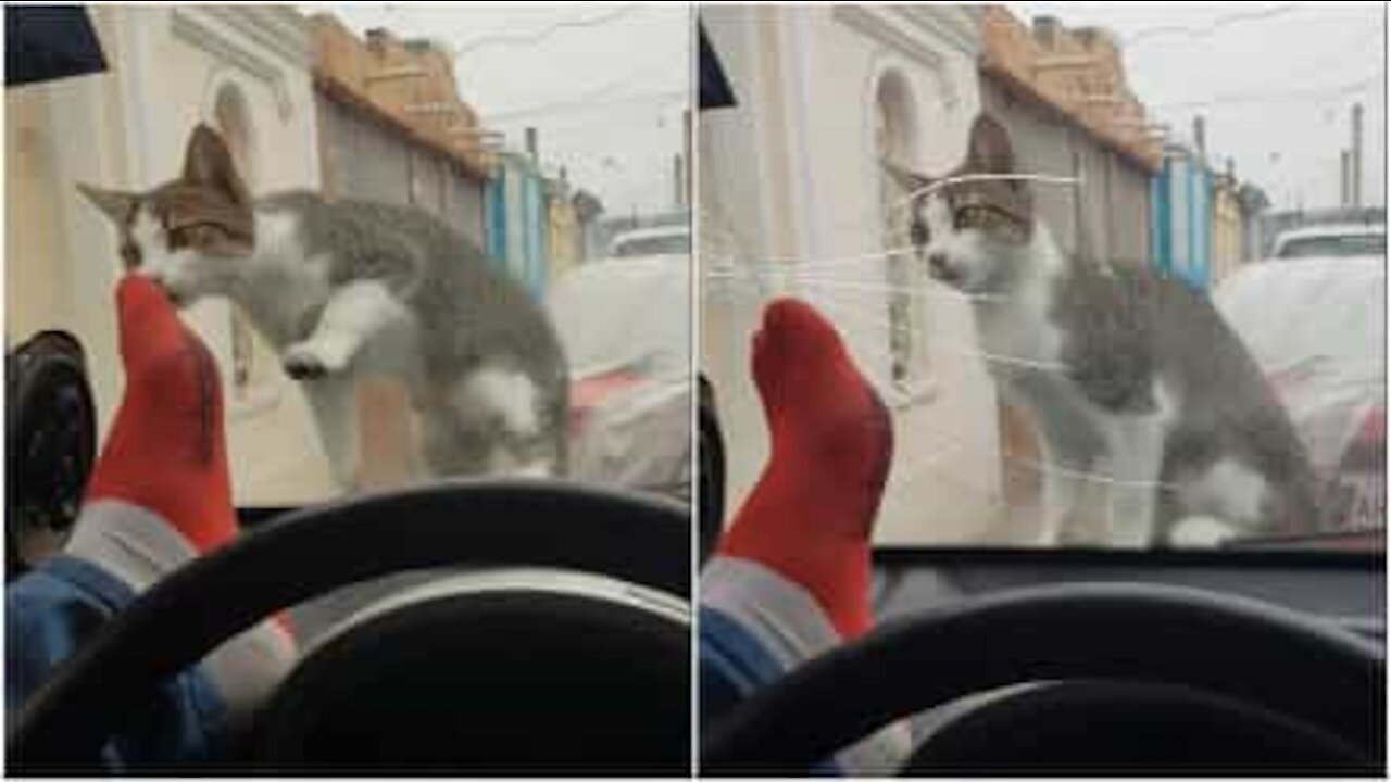 Cerca di spaventare il gatto, ma spacca il vetro dell'auto