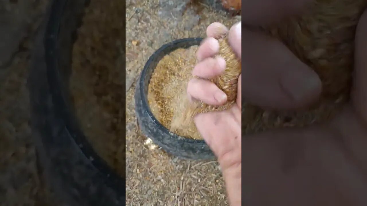 The last lot of Mixed grain was really crappy, a lot of power in it, the poultry don't eat it
