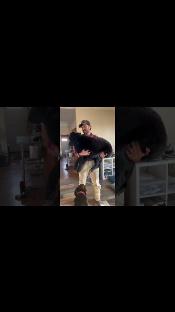 Lycan Shepherd, Ragnar Size Update at 7 Months Old. #shorts #shorts #puppy