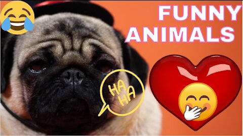 Funniest animals - Best of ever funny Animals video