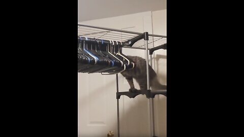 Only a cat would attempt this