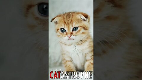 😼 #CATASTROPHE - Captivating Cuteness 🐈