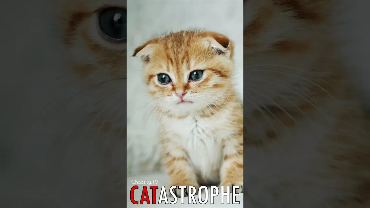 😼 #CATASTROPHE - Captivating Cuteness 🐈