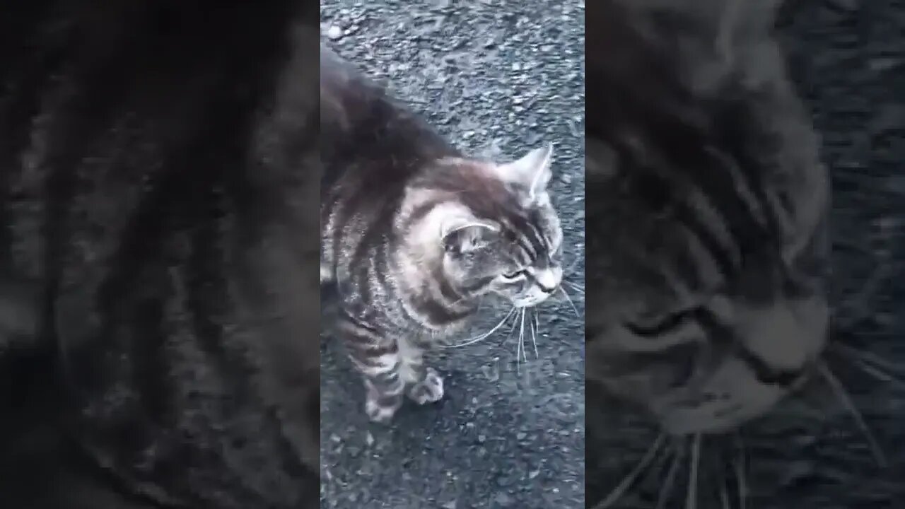 Sweetest meow 😻