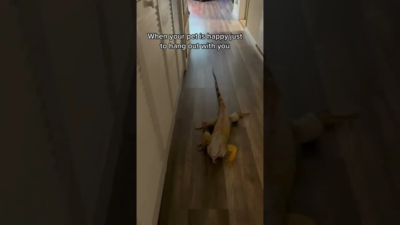 Lizard Happy to hang out #lizard #shorts