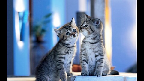 Cute cats | cats funny video