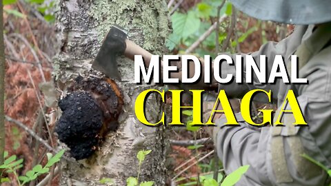 How to Harvest and Prepare MEDICINAL CHAGA for TEA