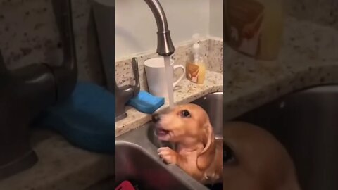 Dog Tomando um Banho na Pia #shorts