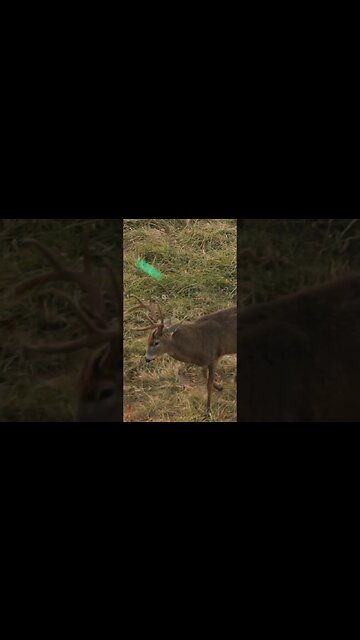 Ty Made A GREAT Shot On This Buck! (New Episode Up)