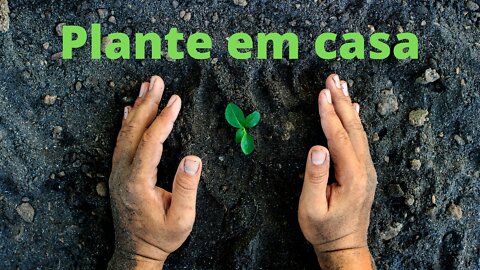 PLANTANDO BROCOLIS E ALFACE EM UMA MASSEIRA DE 200,00R$