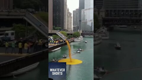 Thousands of rubber duckies being dumped into the Chicago River #shorts #chicago #duck #rubber