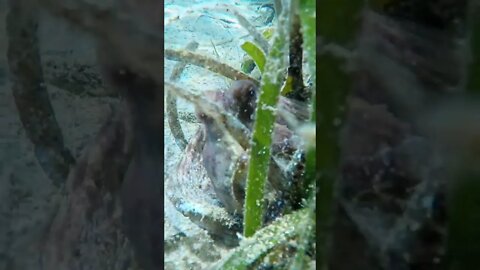 Evcil ahtapotum Kerim Can ile saklambaç oynuyorum. 🐙 #octopus #shorts