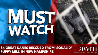 84 Great Danes Rescued From 'Squalid' Puppy Mill