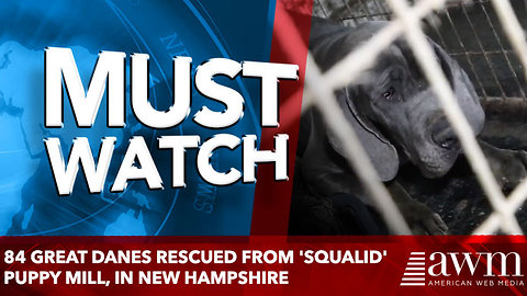 84 Great Danes Rescued From 'Squalid' Puppy Mill