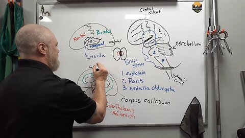 Regions of the Brain