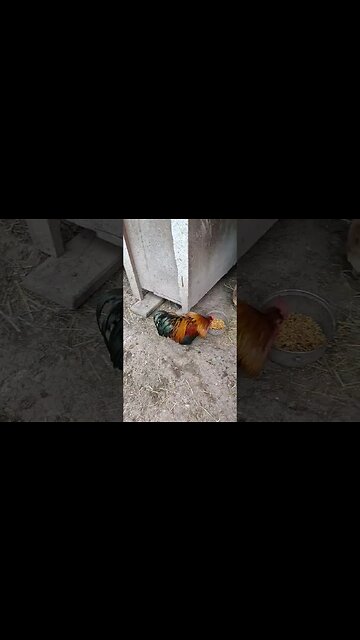 Forest is having a break from her chicks