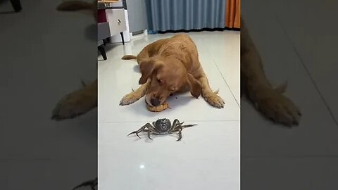 Crab let your dog eyeAt low! @ trill