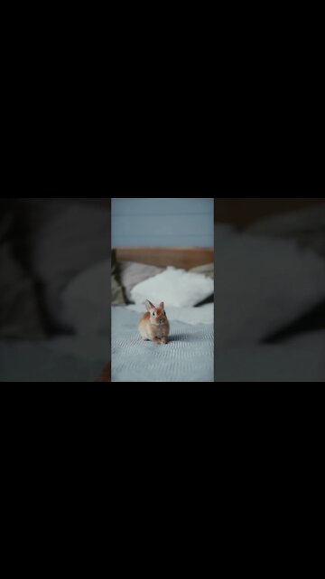 #Shorts #Little #Rabbit #Peace #Love #Care