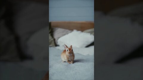 #Shorts #Little #Rabbit #Peace #Love #Care