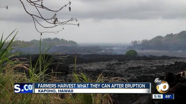 Farmers harvest what they can after volcanic eruption