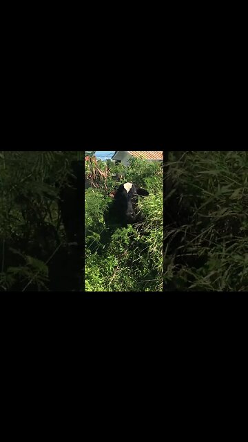 GUINNESS TOBAGO HIDING IN PLAIN SIGHT